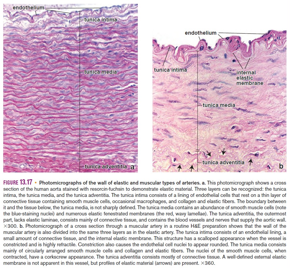 Histology of Blood Vessels